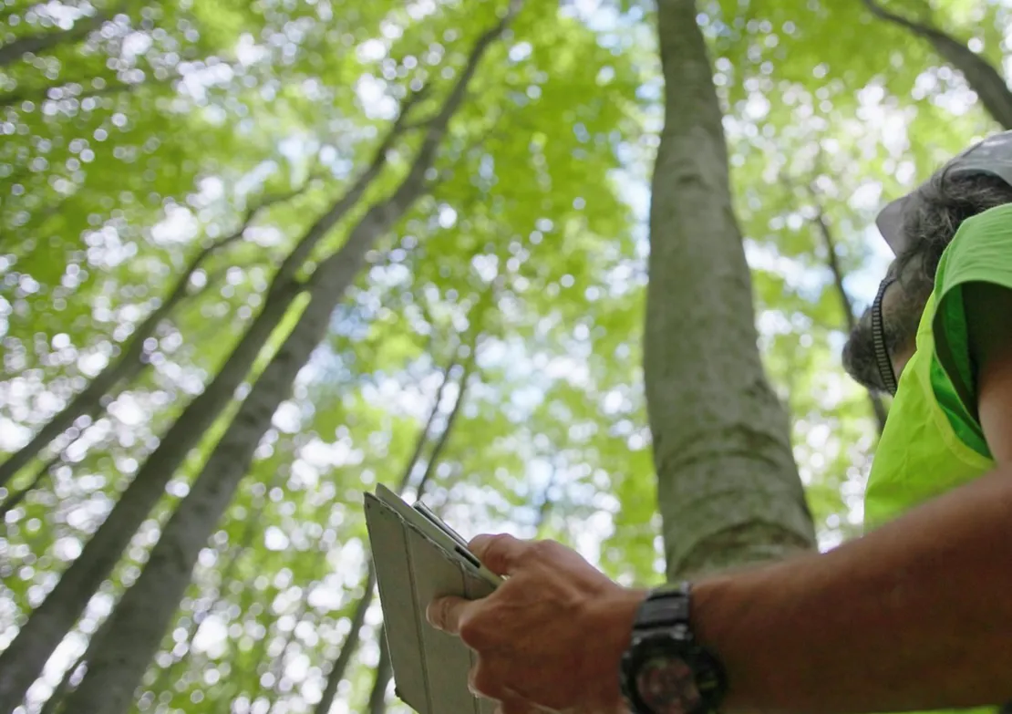 Preserving trees to address climate change